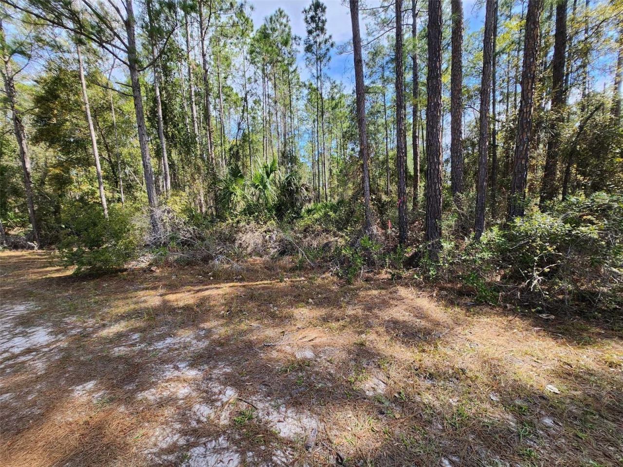114 Mosswood Street, Georgetown, FL 32139 Photo