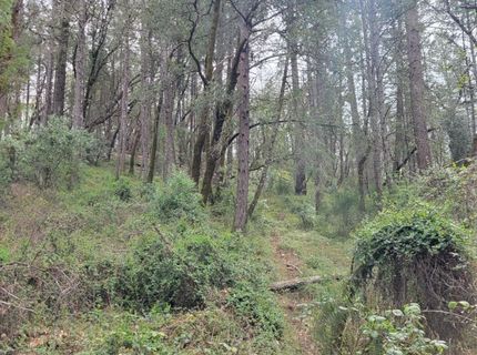 3291 Stage Trail Rd, Greenwood, CA 95635 Photo