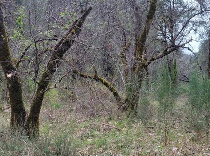 3291 Stage Trail Rd, Greenwood, CA 95635 Photo