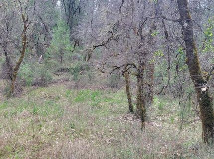 3291 Stage Trail Rd, Greenwood, CA 95635 Photo