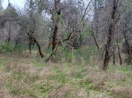 3291 Stage Trail Rd, Greenwood, CA 95635 Photo