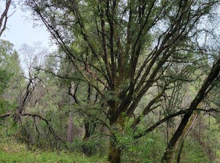 3291 Stage Trail Rd, Greenwood, CA 95635 Photo