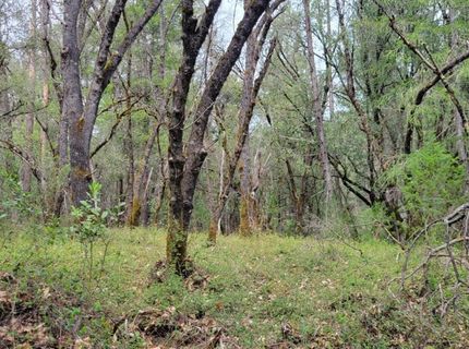 3291 Stage Trail Rd, Greenwood, CA 95635 Photo