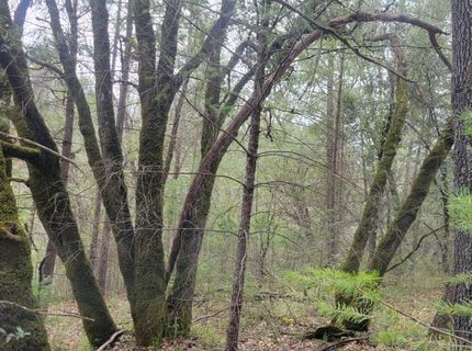 3291 Stage Trail Rd, Greenwood, CA 95635 Photo