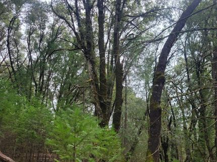 3291 Stage Trail Rd, Greenwood, CA 95635 Photo