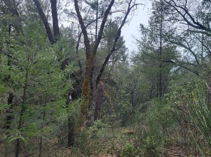 3291 Stage Trail Rd, Greenwood, CA 95635 Photo