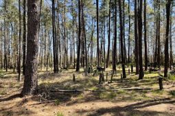 0 Backfield Road photo 4