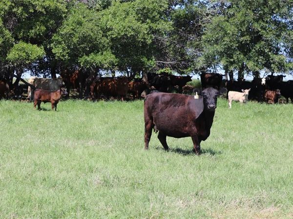 293 Acres Deer Creek Rd, Henrietta, TX 76365