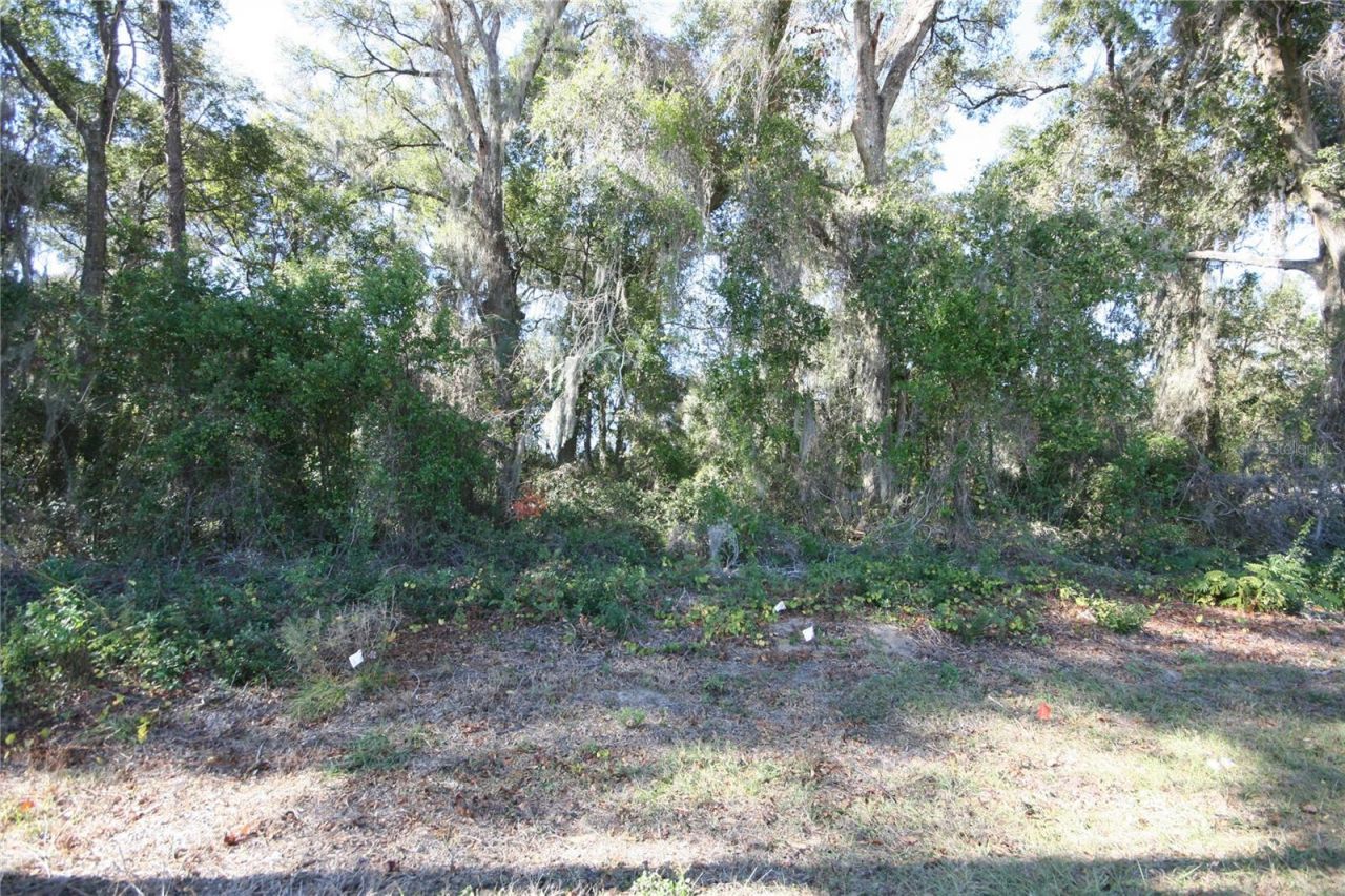 Ne 36 Ave Tbd, Ocala, FL 34474 Photo