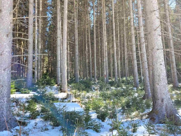 210 Cow Hill Road, Peacham, VT 05873