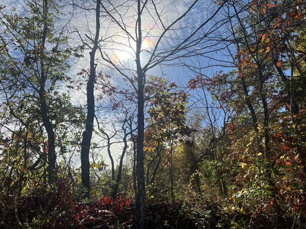 4 Clyde Webb, Tennessee Ridge, TN 37178