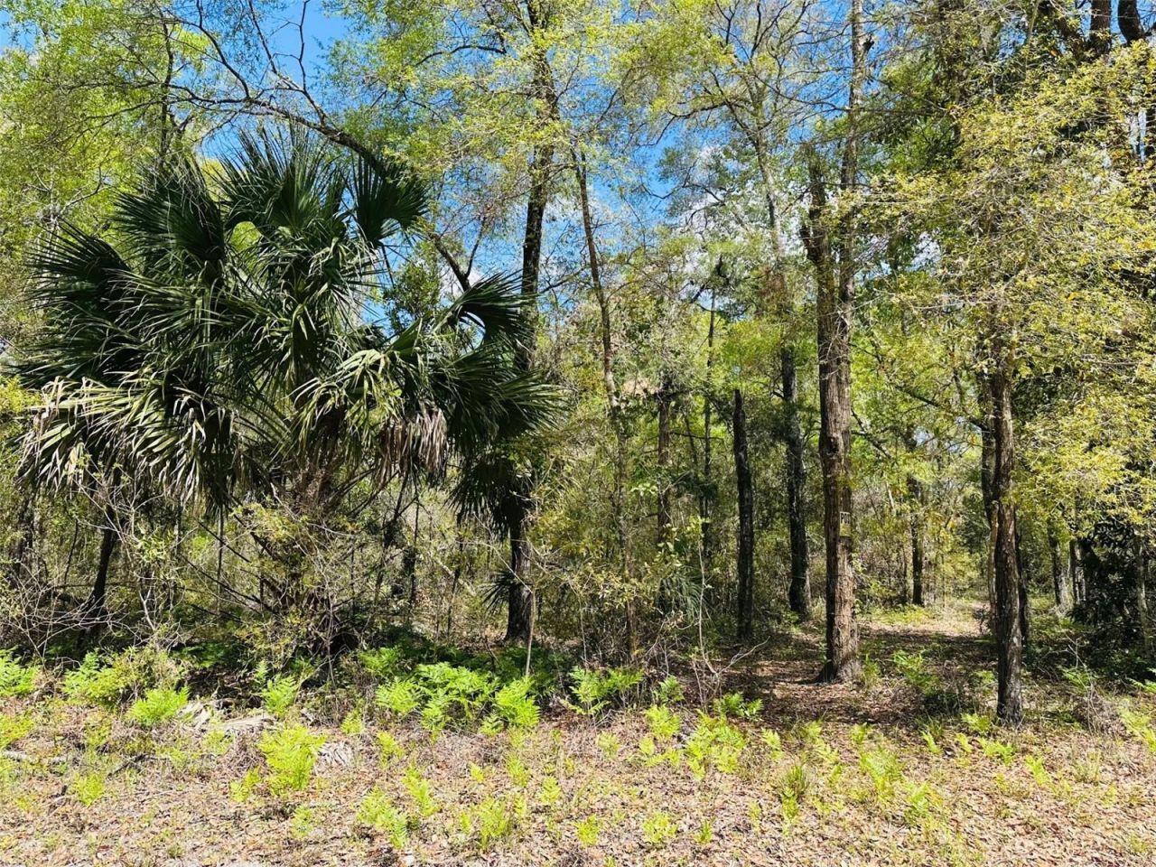 0 NW 30th Street, Chiefland, FL 32626 Photo