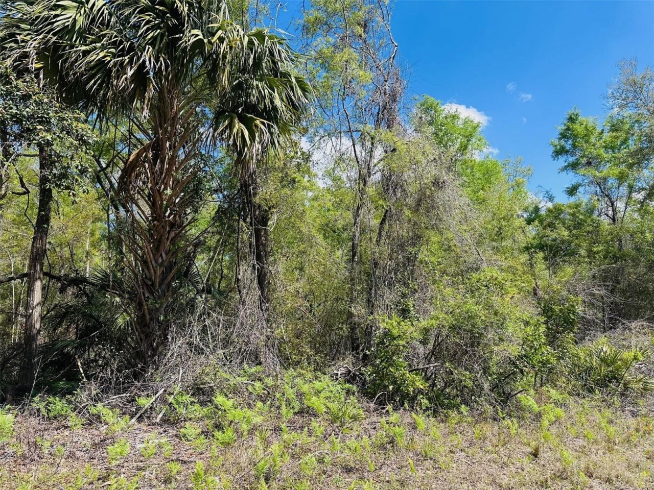 0 NW 30th Street, Chiefland, FL 32626 Photo