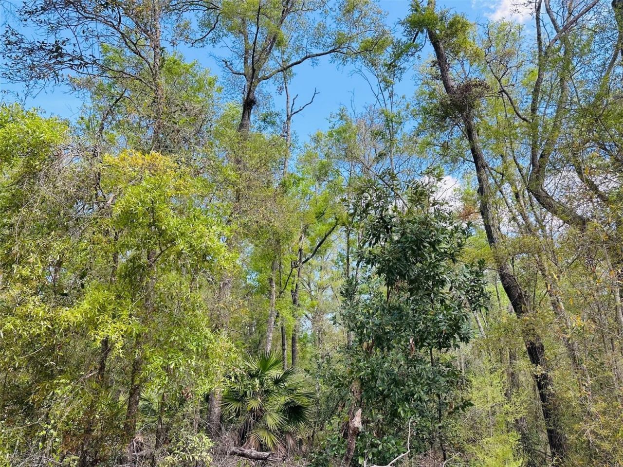 0 NW 30th Street, Chiefland, FL 32626 Photo