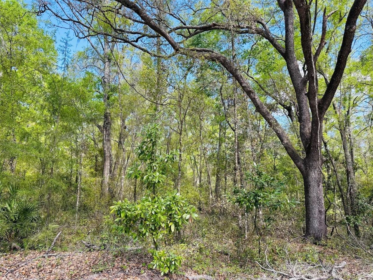 0 NW 30th Street, Chiefland, FL 32626 Photo