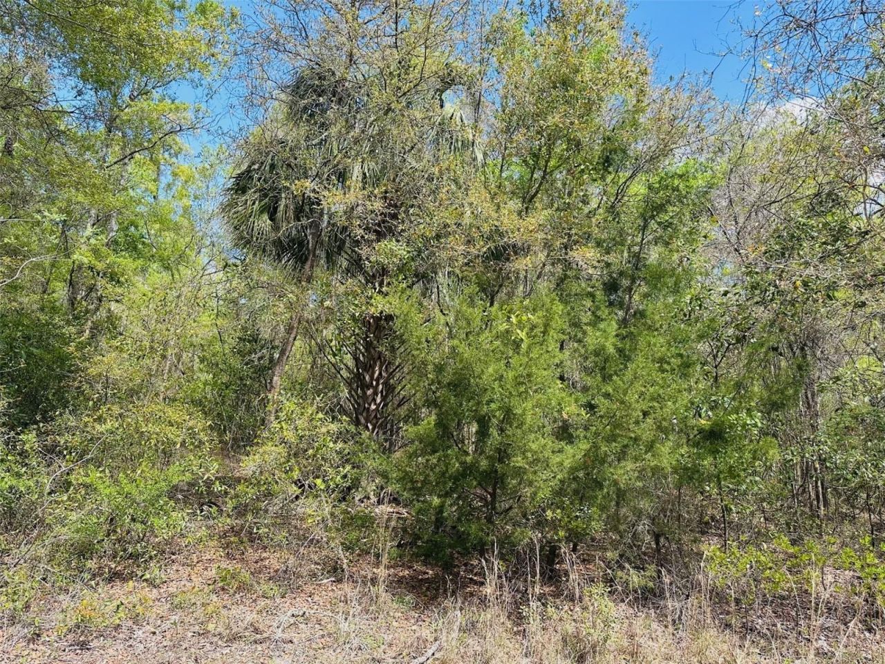 0 NW 30th Street, Chiefland, FL 32626 Photo