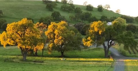 11195 Vintage Rd, Ione, CA 95640 Photo