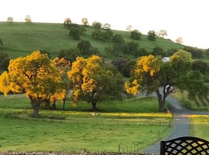 11195 Vintage Rd, Ione, CA 95640 Photo
