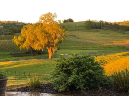 11195 Vintage Rd, Ione, CA 95640 Photo