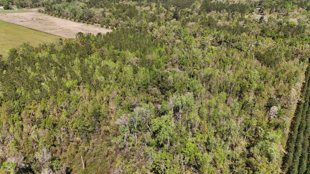 Vacant Attatulga Road, Lamont, FL 32336 Photo