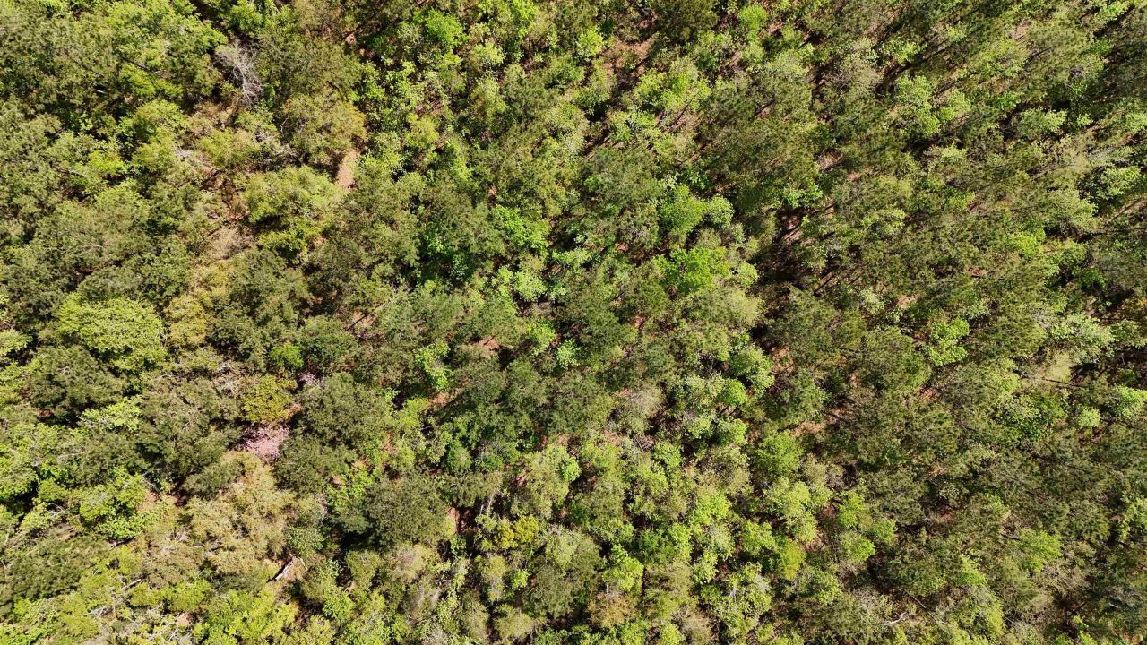 Vacant Attatulga Road, Lamont, FL 32336 Photo