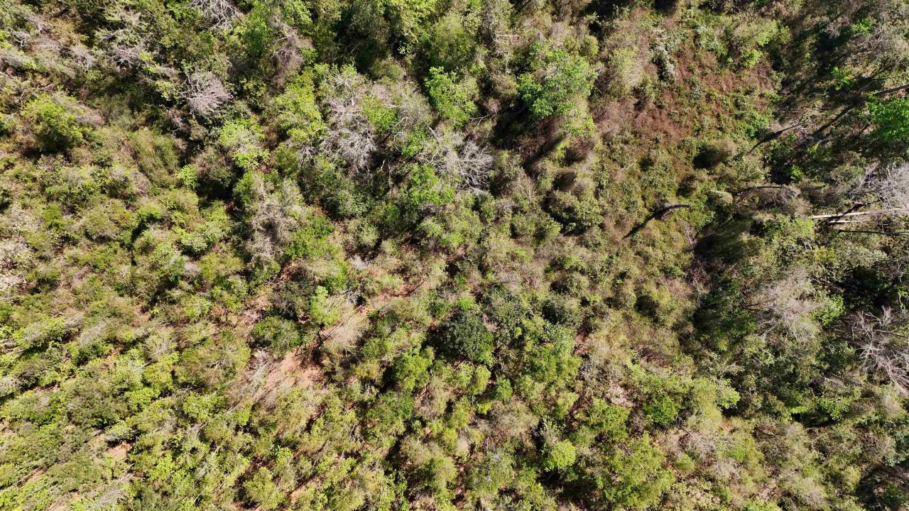 Vacant Attatulga Road, Lamont, FL 32336 Photo