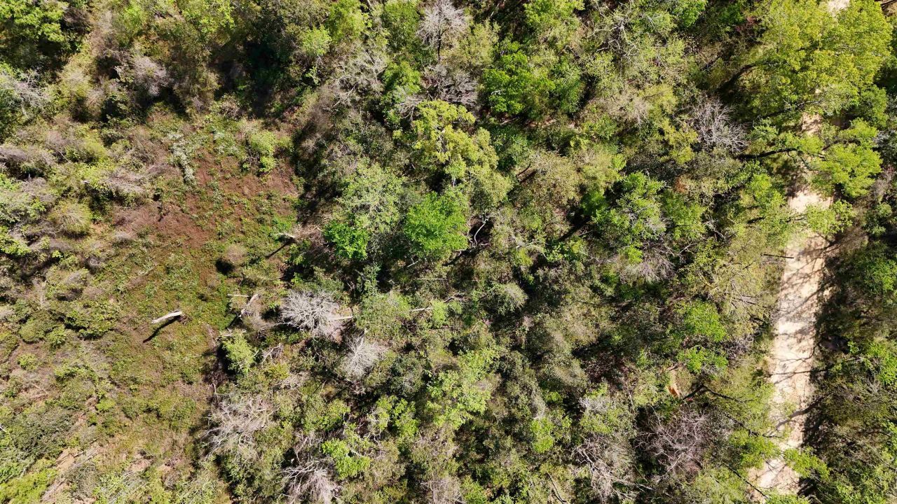 Vacant Attatulga Road, Lamont, FL 32336 Photo