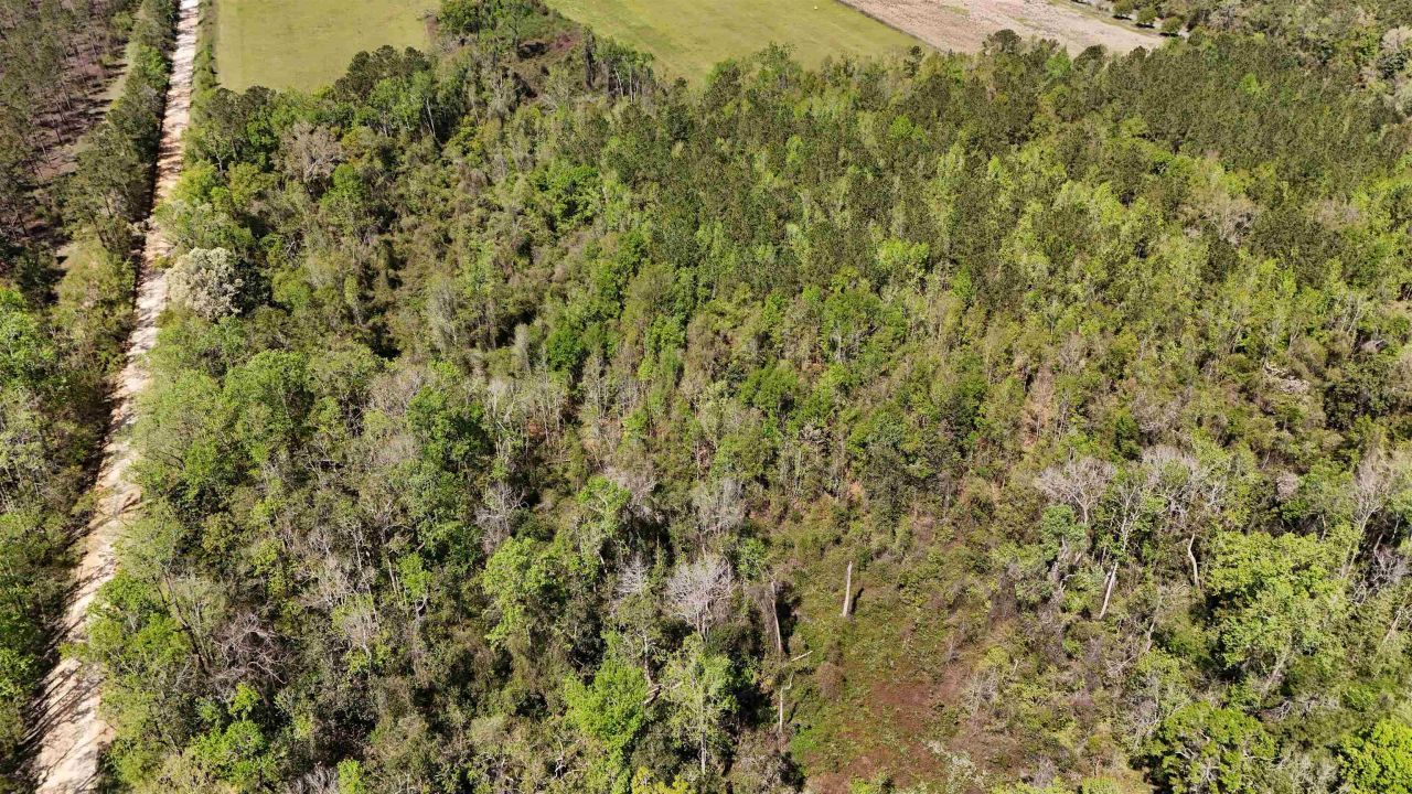 Vacant Attatulga Road, Lamont, FL 32336 Photo