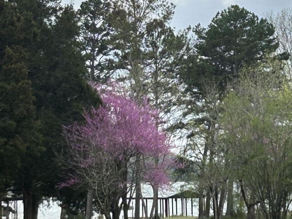 Spring City, TN 37381