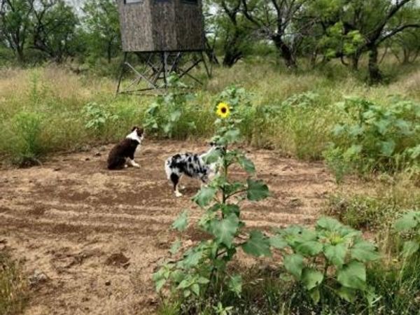 1050 County Road 258, Santa Anna, TX 76878