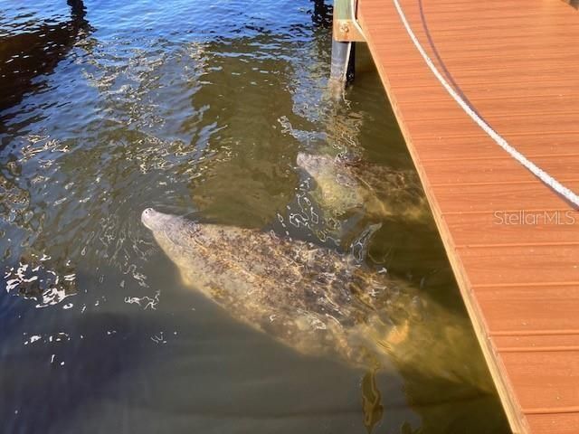 5275 S Stetson Point Drive, Homosassa, FL 34448 Photo