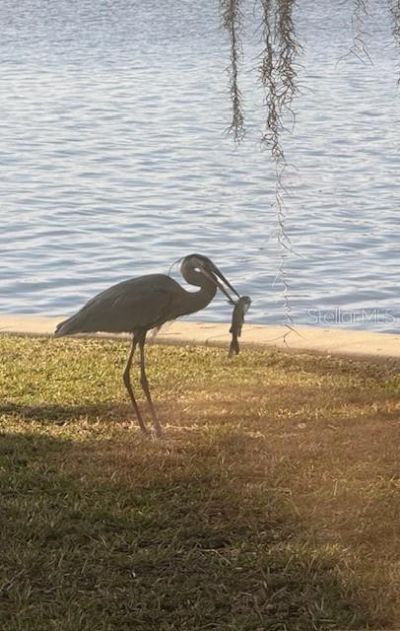 5275 S Stetson Point Drive, Homosassa, FL 34448 Photo