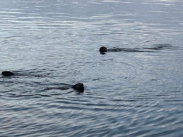 5275 S Stetson Point Drive, Homosassa, FL 34448 Photo