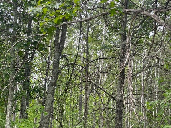 Lot 2 Patriot Ave, Pequot Lakes, MN 56472