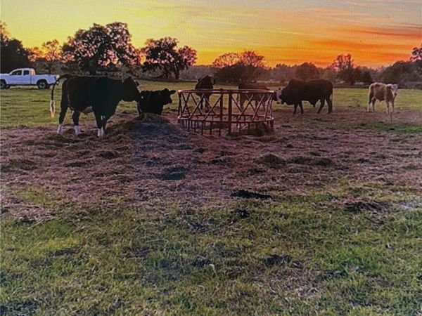 3650 95TH STREET, ANTHONY, FL 32617