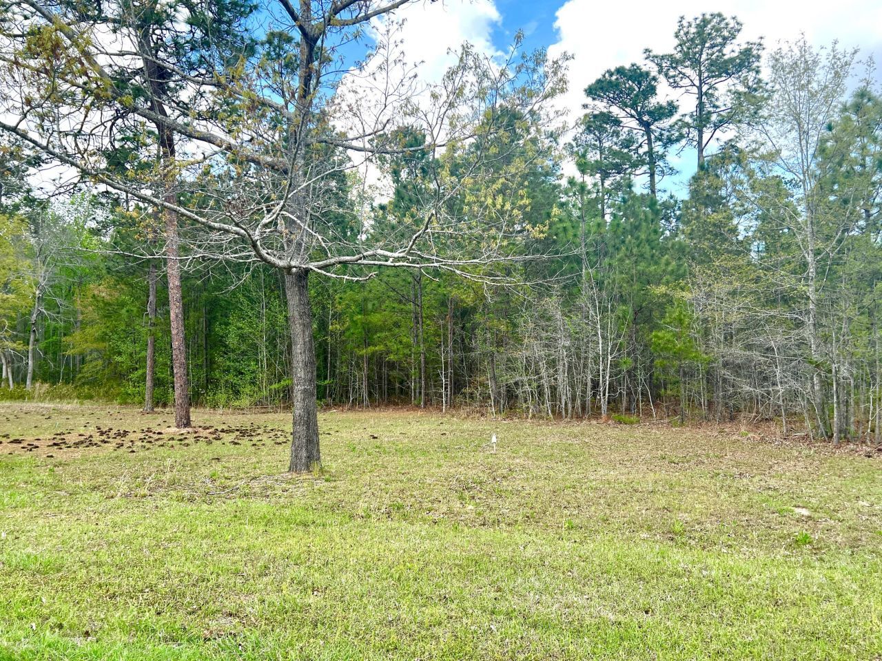 147 Twisted Oak Trail Photo 3