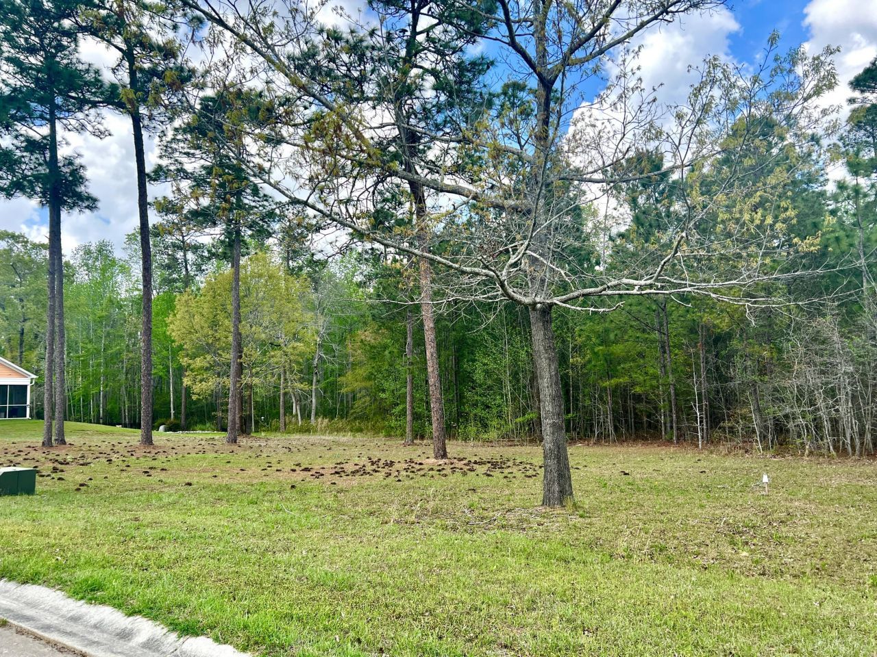 147 Twisted Oak Trail Photo 4