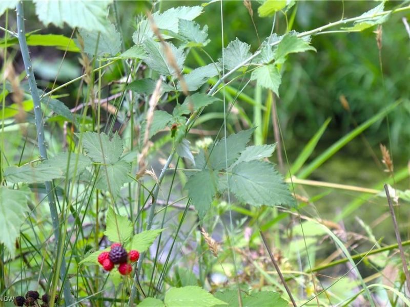 S/L 26 Overture Drive, Newbury, OH 44065 Photo 7