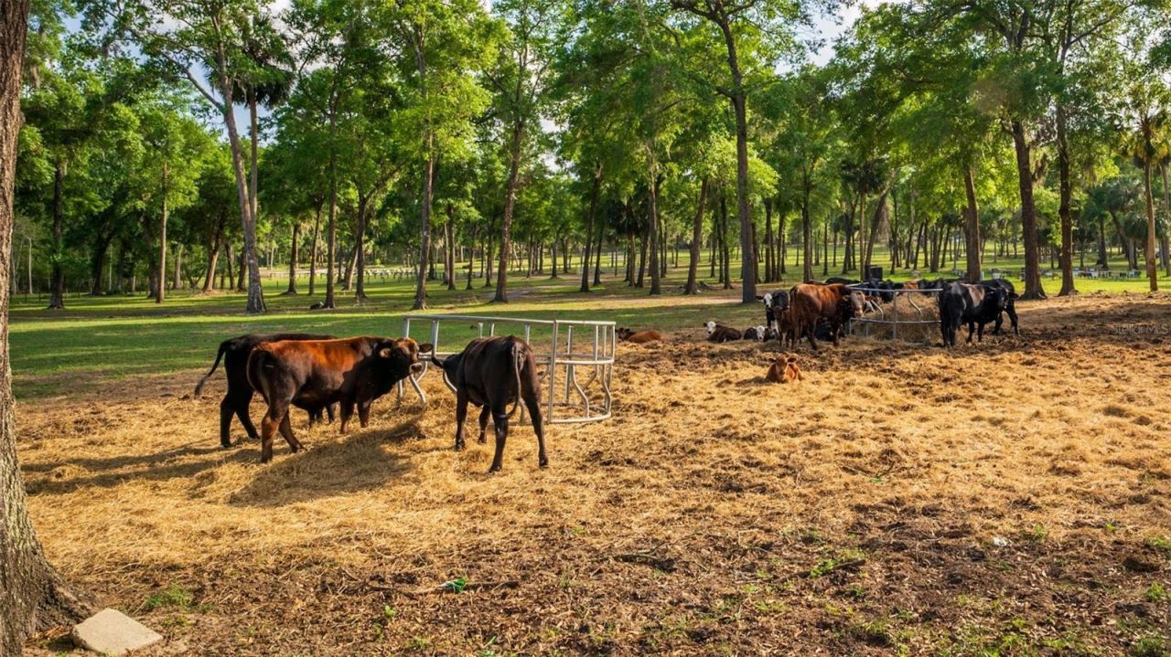 Fishermans Road, Paisley, FL 32767 Photo