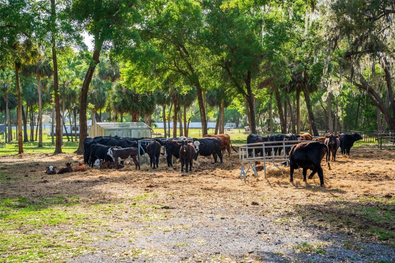 Fishermans Road, Paisley, FL 32767 Photo