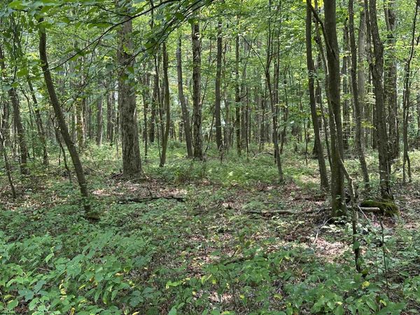 Lot 31 Oak Drive, Albright, WV 26519