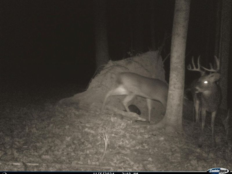 0 Pike Lake Rd Road, Unit (Tract 2 P, Bainbridge, OH 45612 Photo 19