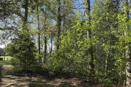 911 Shaftesbury Ln. photo 4