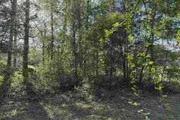 911 Shaftesbury Ln. photo 4