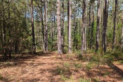 Tbd Boyd Road photo 4