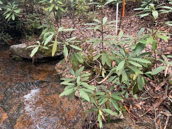 Tract A Cherrywood Lane, Pisgah Forest, NC 28768