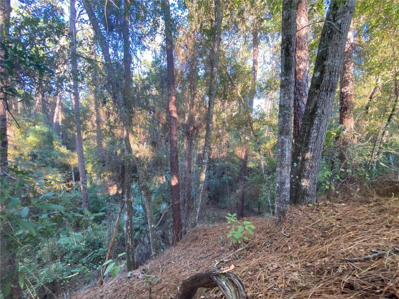 8701 S Fruition Avenue, Floral City, FL 34436 Photo