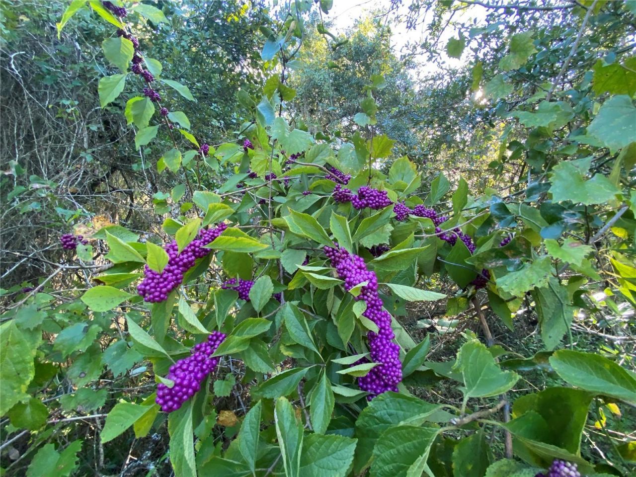 8701 S Fruition Avenue, Floral City, FL 34436 Photo