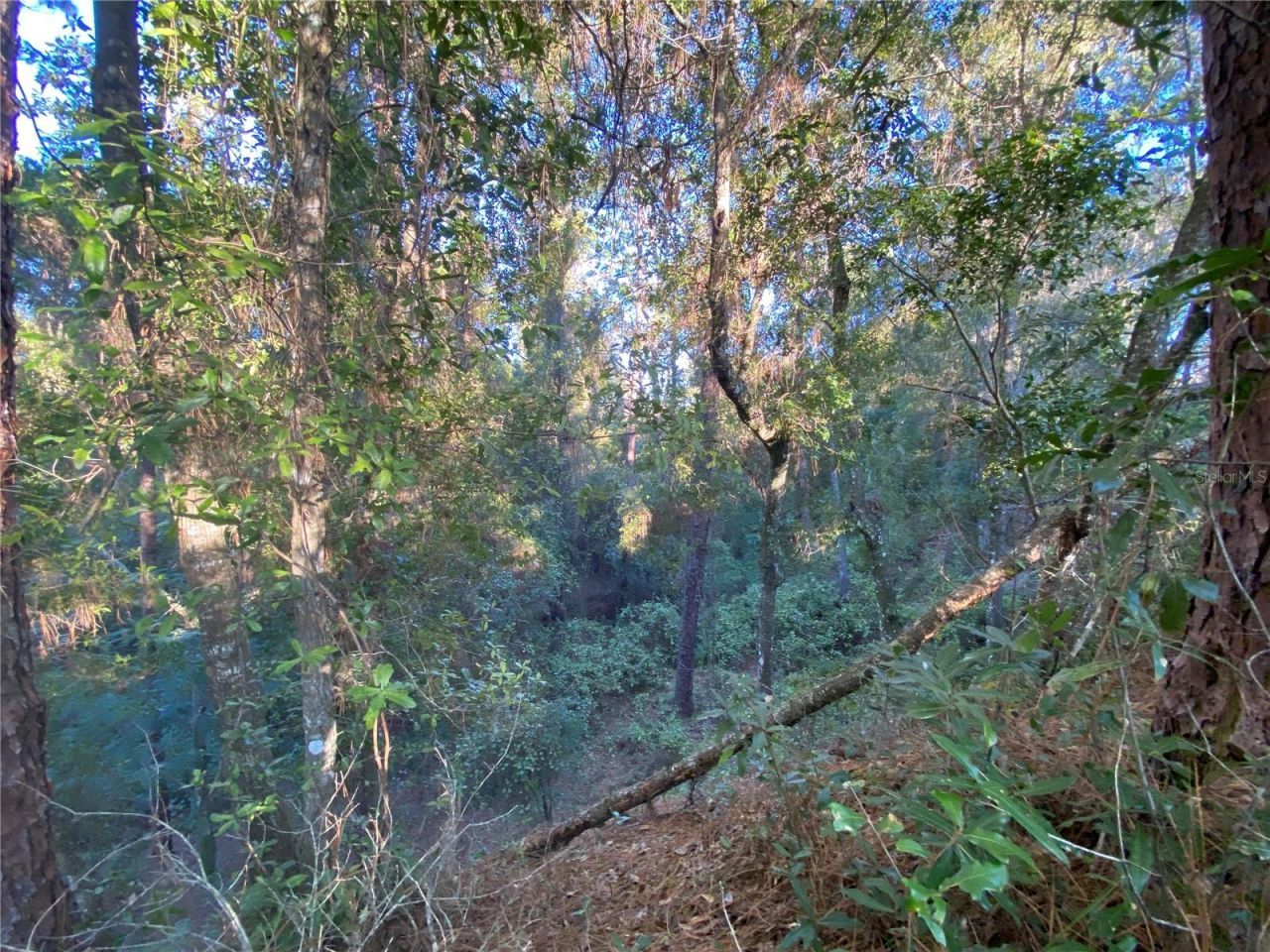 8701 S Fruition Avenue, Floral City, FL 34436 Photo