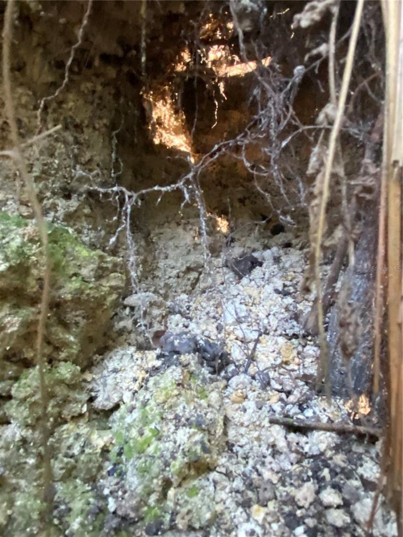 8701 S Fruition Avenue, Floral City, FL 34436 Photo